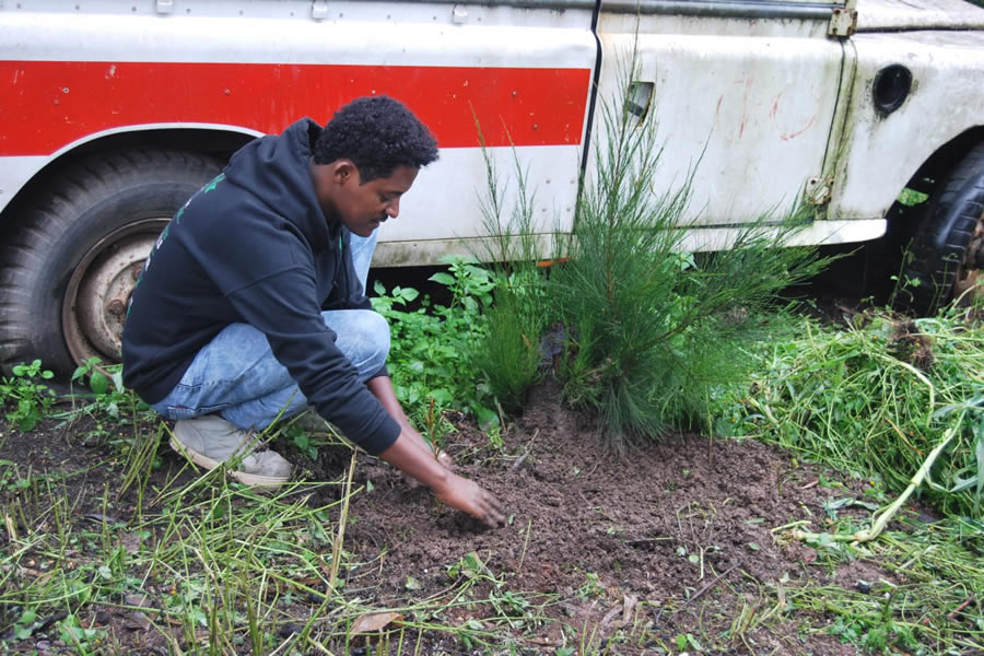 Planting Trees 3