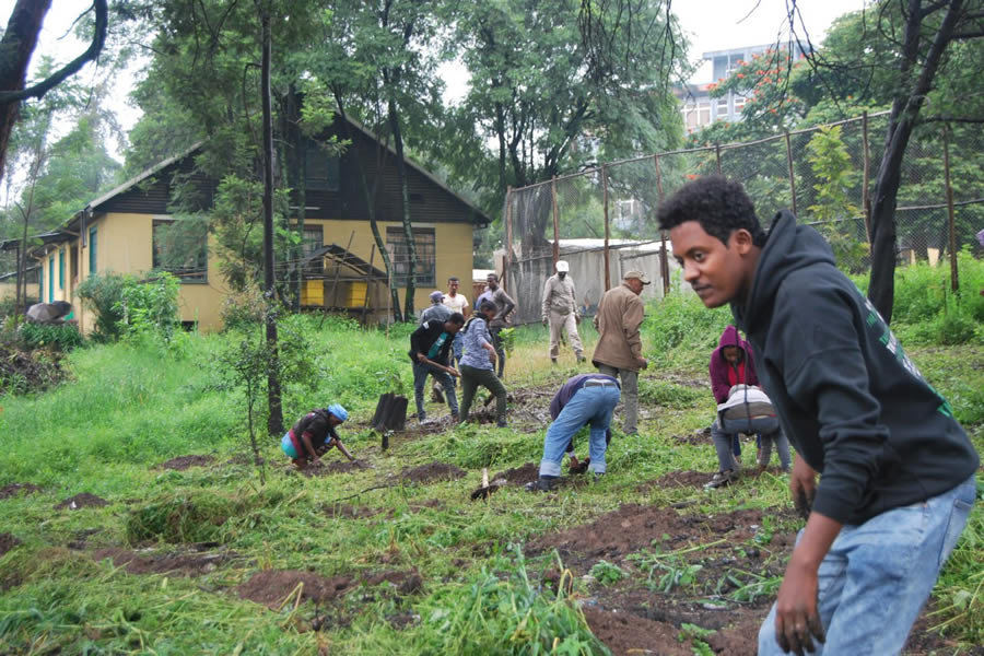 Planting Trees 5