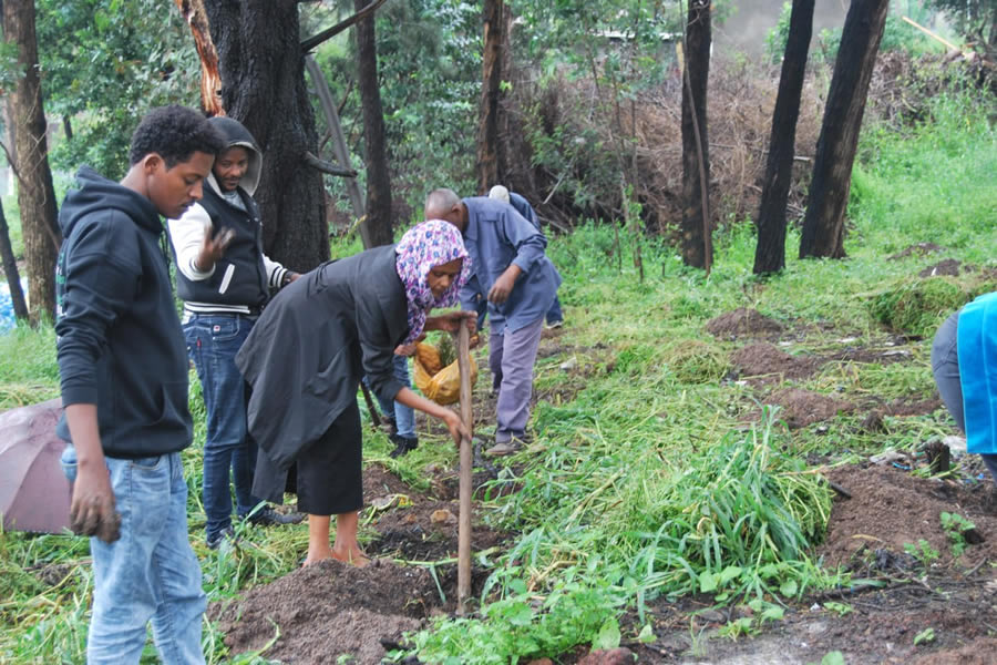 Planting Trees 6